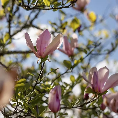 Vakantiehuis Larroque Haute Cassagnes (Lot)