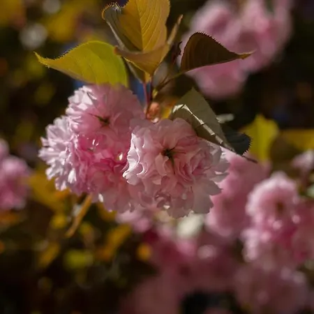Larroque Haute Ferienhaus *