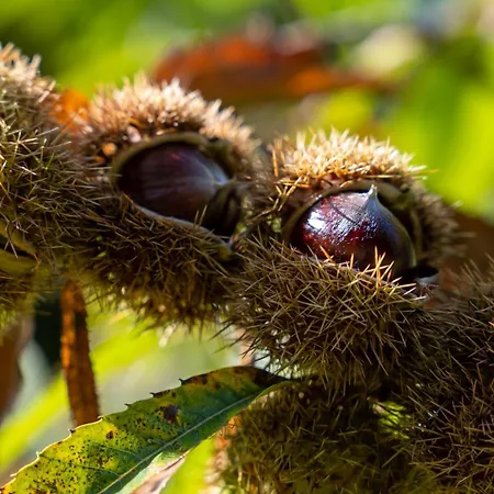 Larroque Haute * Cassagnes (Lot)