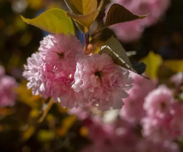 Larroque Haute 度假居 *