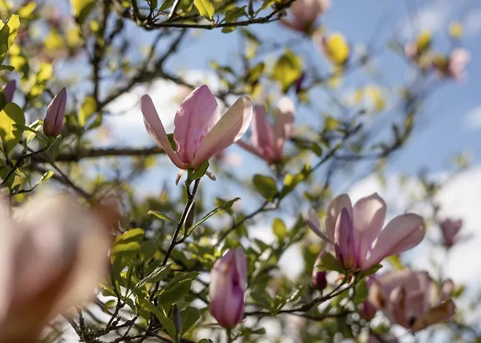 度假居 Larroque Haute Cassagnes (Lot)