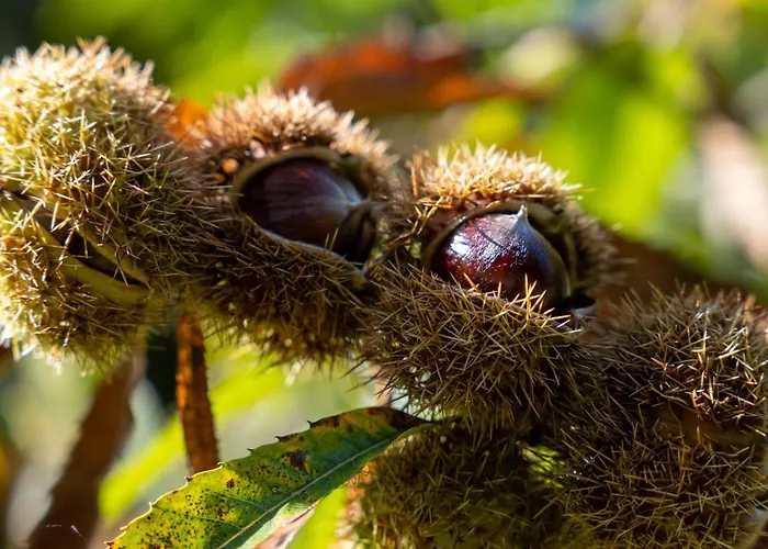 Larroque Haute * Cassagnes (Lot)